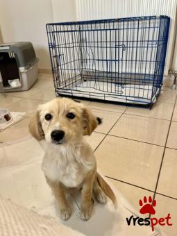 Ράτσα: Άγνωστο - Ημίαιμο | Ηλικία: 4 μηνών | Φύλο: Θηλυκό | Αρ. Microchip: - | Ημίαιμο | Περιοχή: Νέα Σμύρνη, Αττική